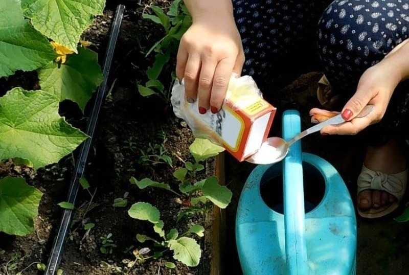 Как использовать соду от тли на деревьях и кустарниках