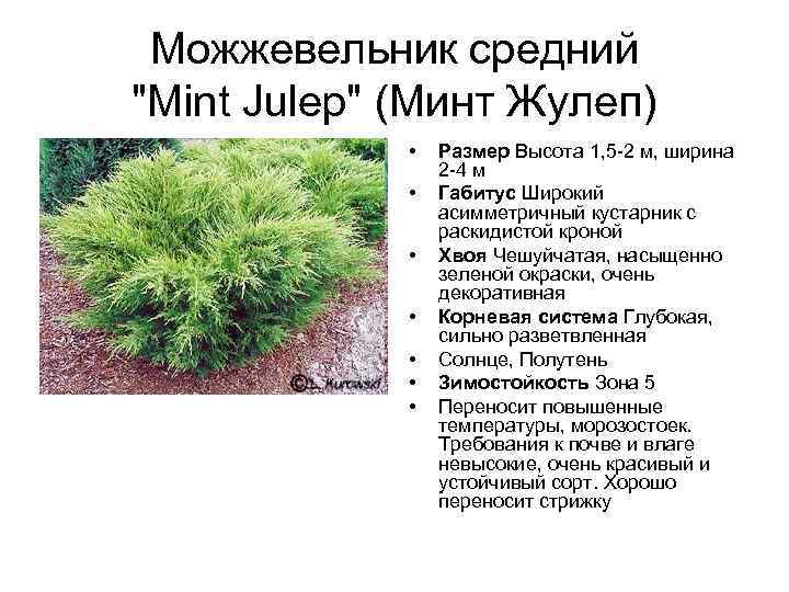 Можжевельники в саду — виды и использование. классификация и описание. фото — ботаничка