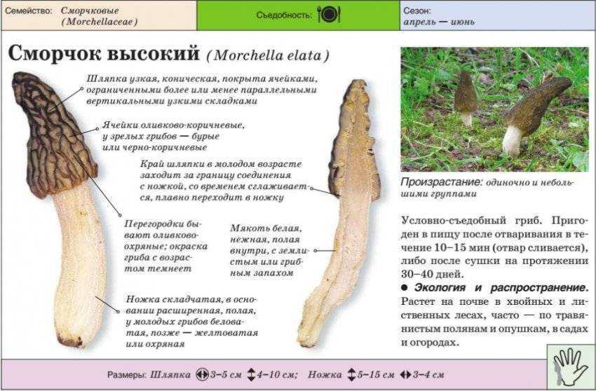 Когда можно собирать сморчки и где они растут
