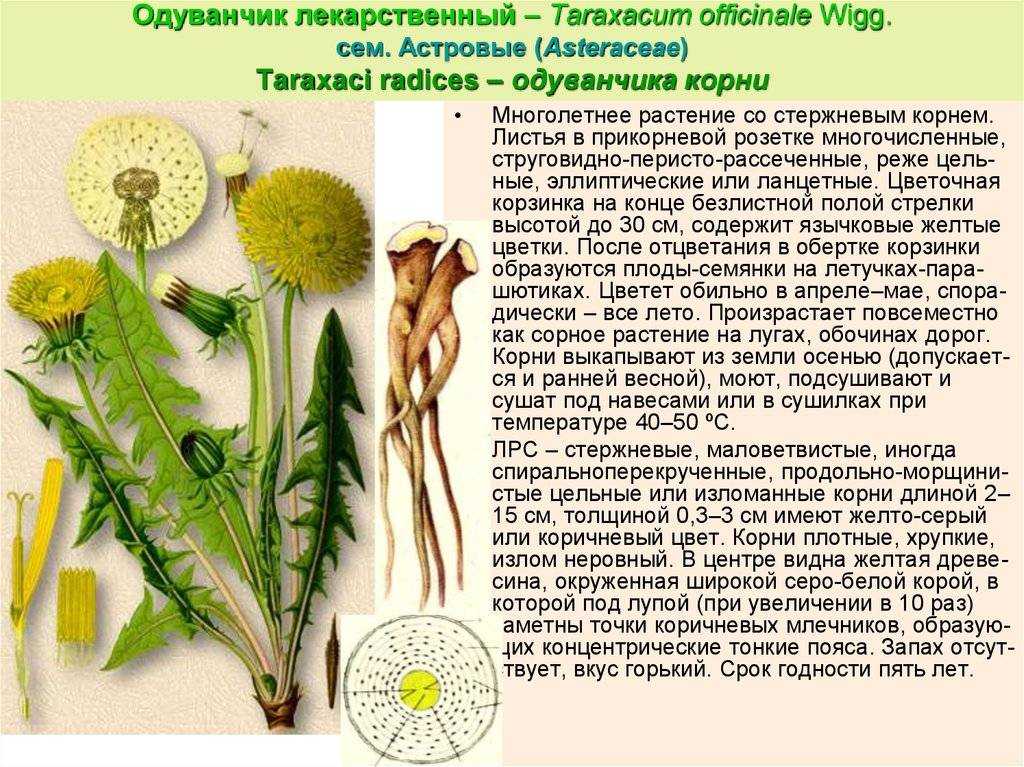 Польза чая из одуванчика для здоровья