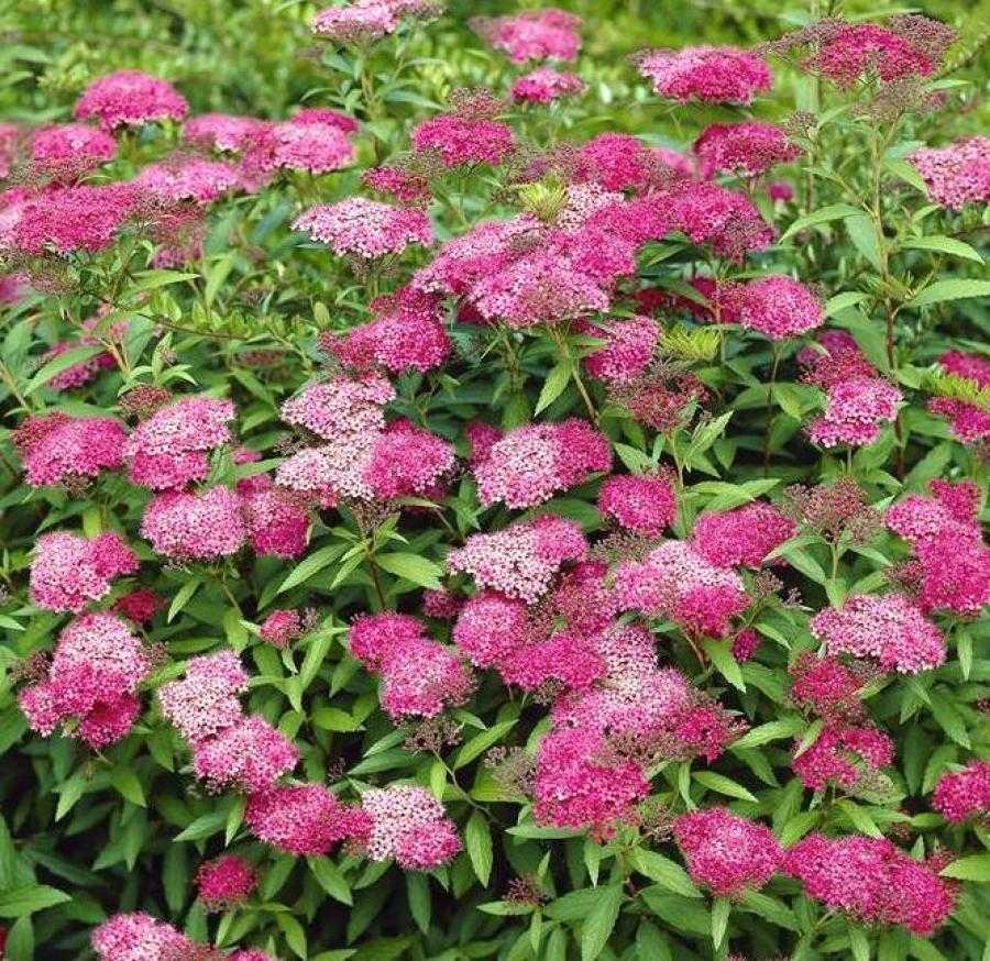 Спирея японская голдфлейм (spiraea japonica goldflame)