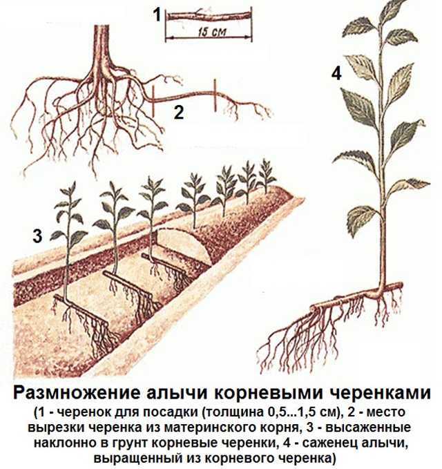 Черенкование садовых растений: как легко и просто размножить цветы и кустарники