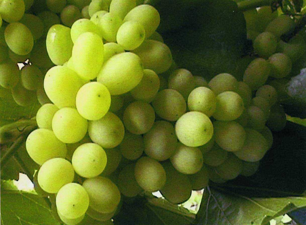 Сорт винограда цитронный магарача