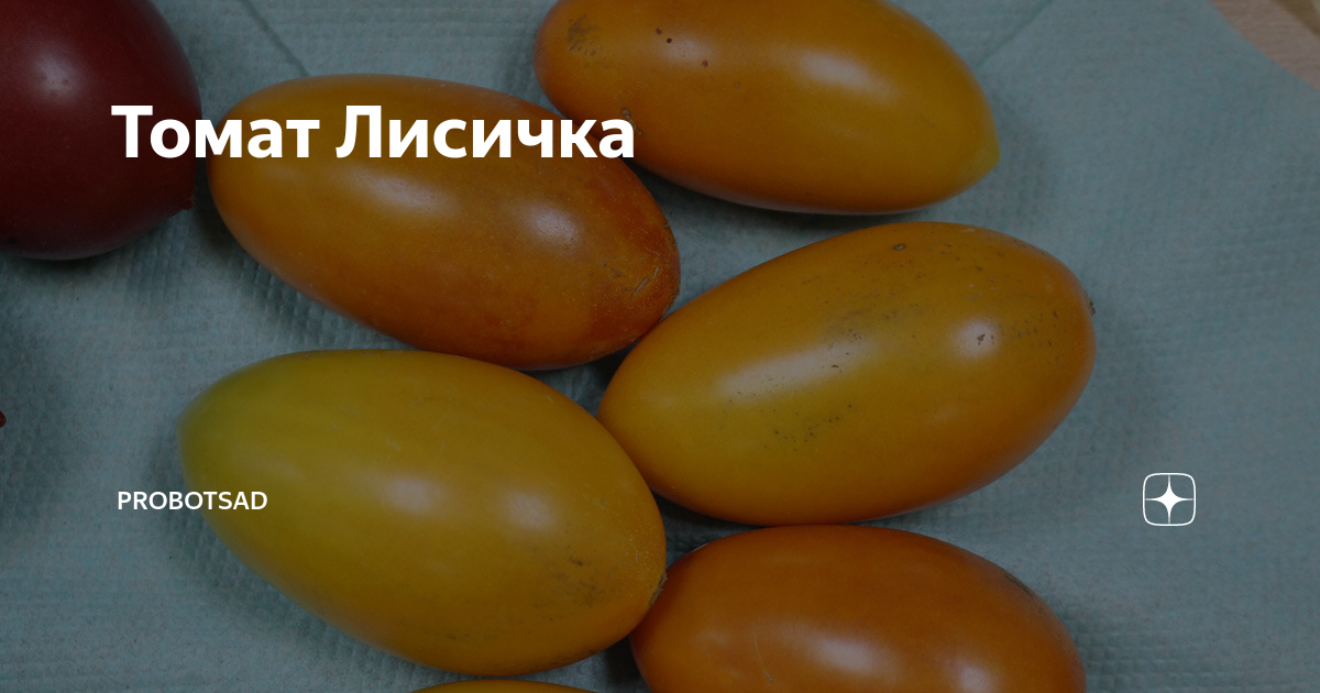Томат лисичка