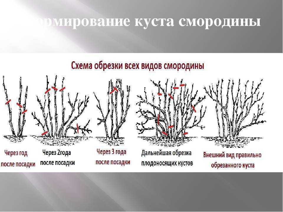 Красная смородина
