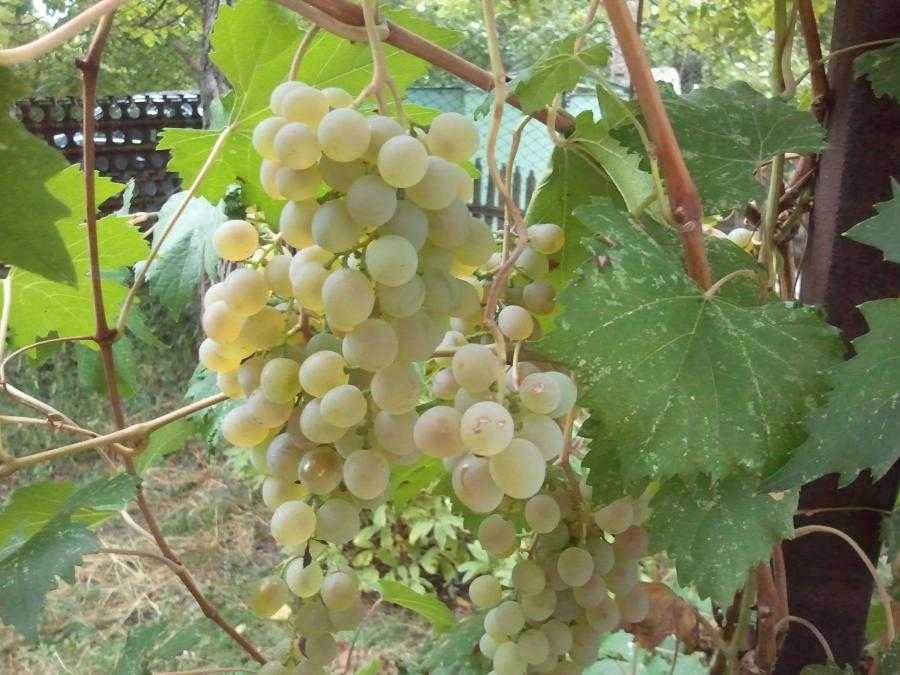 Виноград цитронный магарача: описание сорта и характеристики, выращивание