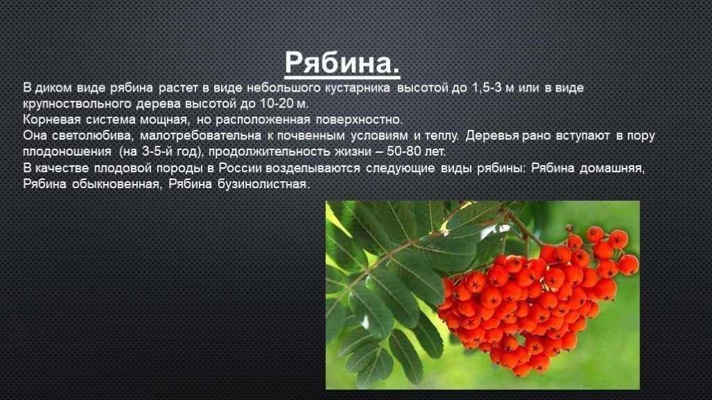 Правила посадки и ухода за краснолистной лещиной, описание лучших сортов