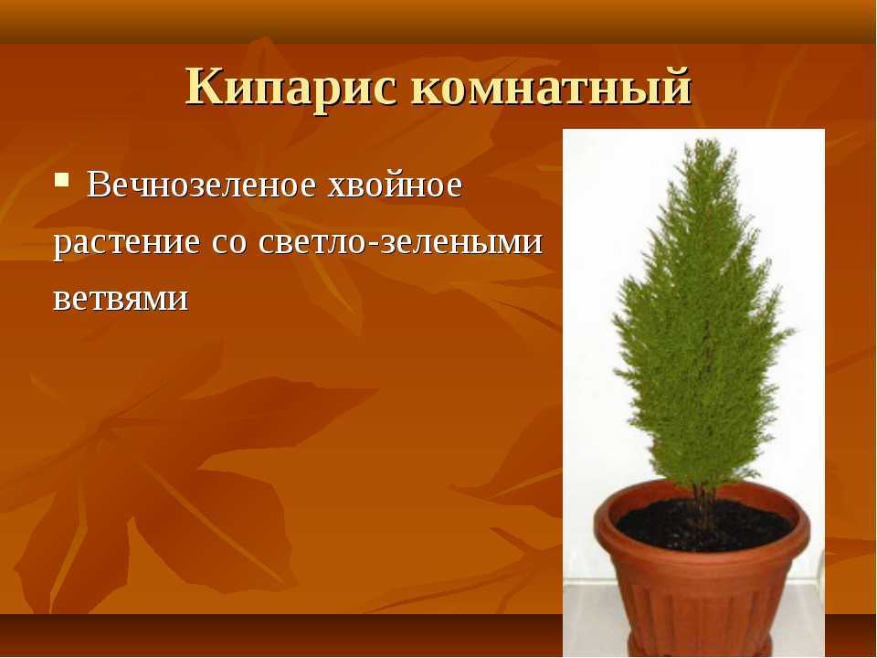 Кипарисовик посадка и уход в открытом грунте. виды кипарисовика, болезни и вредители.