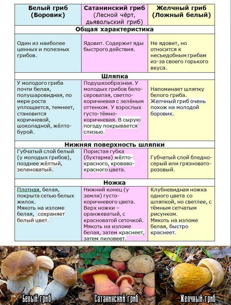 Как отличить бледную поганку от шампиньонов и избежать отравления | dlja-pohudenija.ru