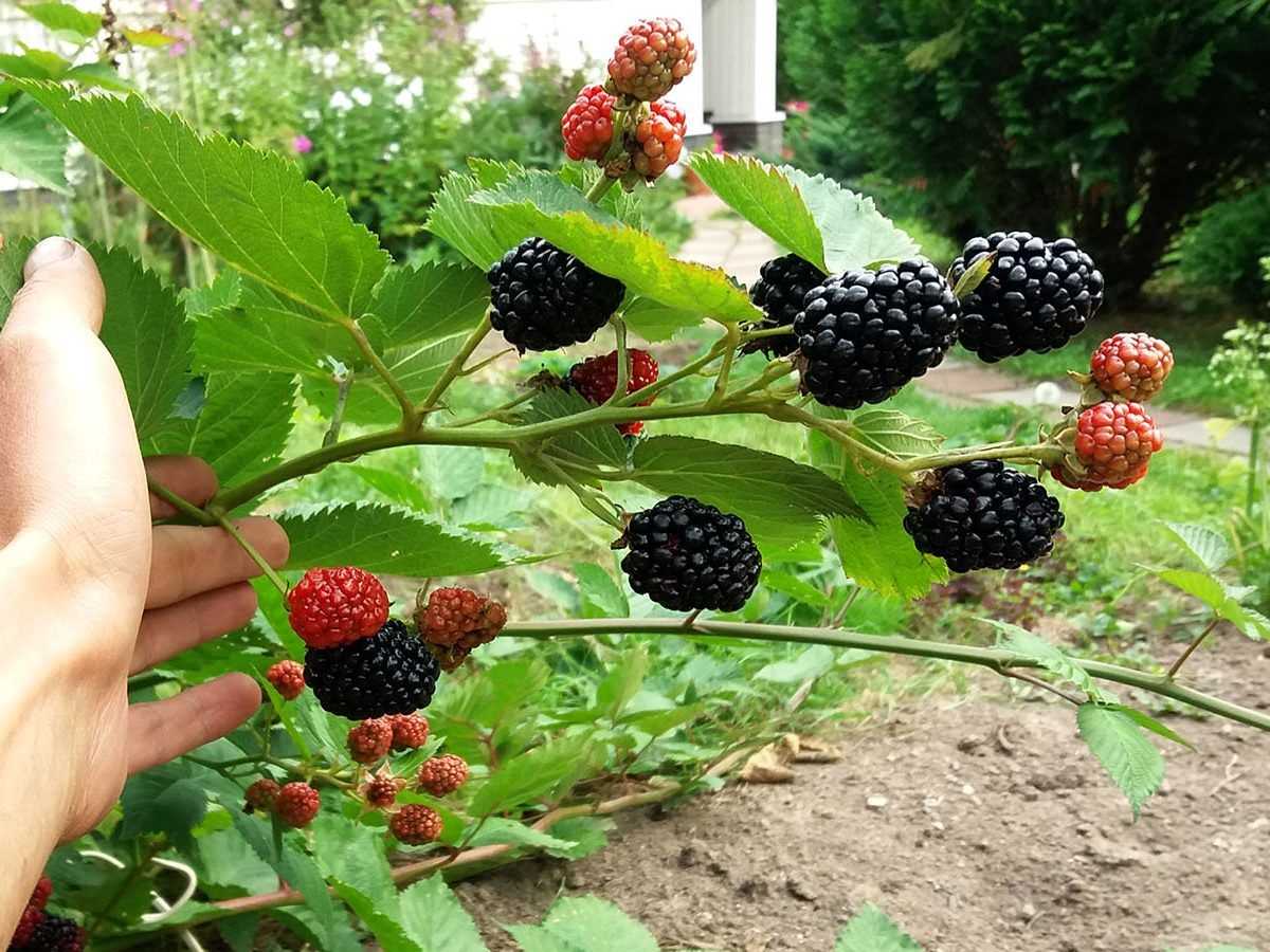 Ягода похожая на ежевику: виды и сорта ягод черного цвета с названиями, фото, растущие на деревьях и кустах, выращивание, характеристика