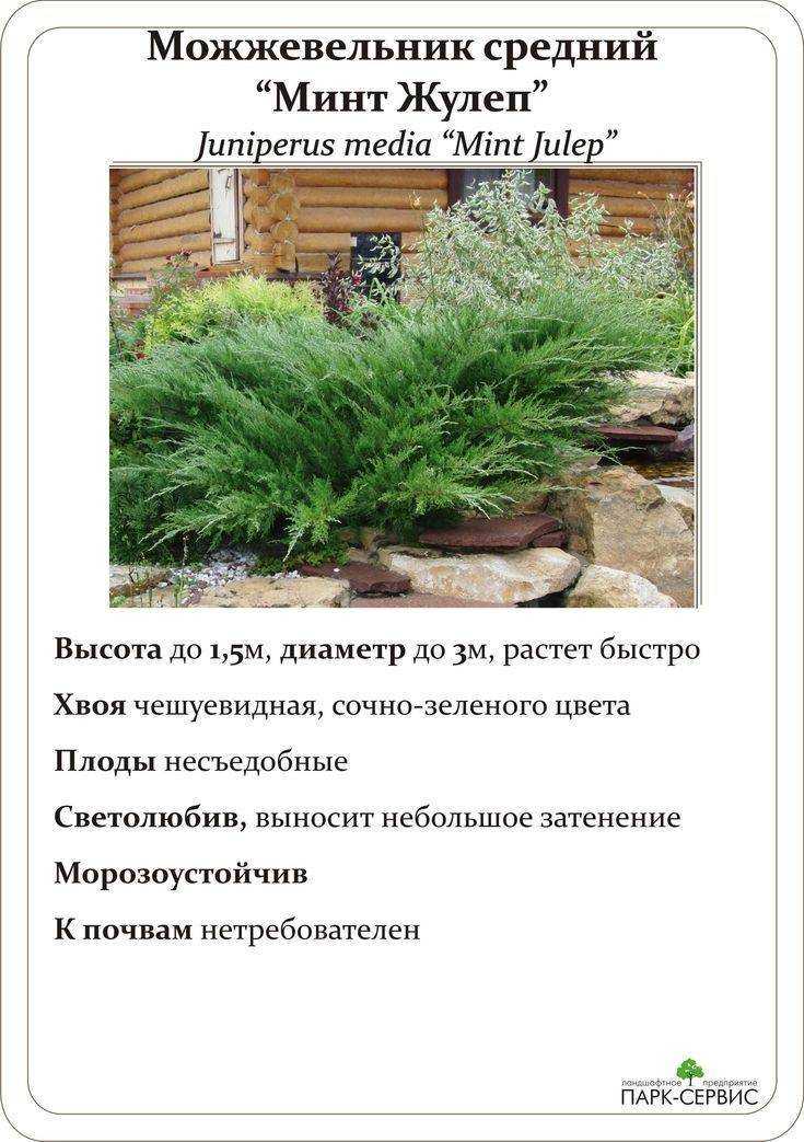 Можжевельник Минт Джулеп: история селекции, подробное описание, применение в ландшафтном дизайне, особенности выращивания, болезни и вредители, отзывы садоводов