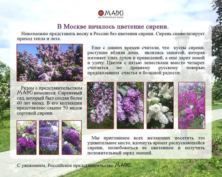 Сирень пестролистная. почему её редко сажают? | цветы на удачу | дзен