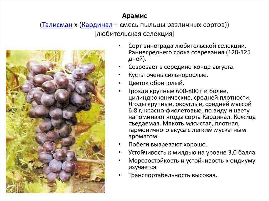 Виноград кардинал: описание сорта с характеристикой и отзывами, особенности посадки и выращивания, фото