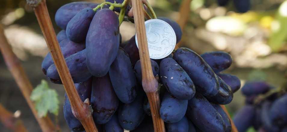 Виноград изюминка – настоящий южный сорт