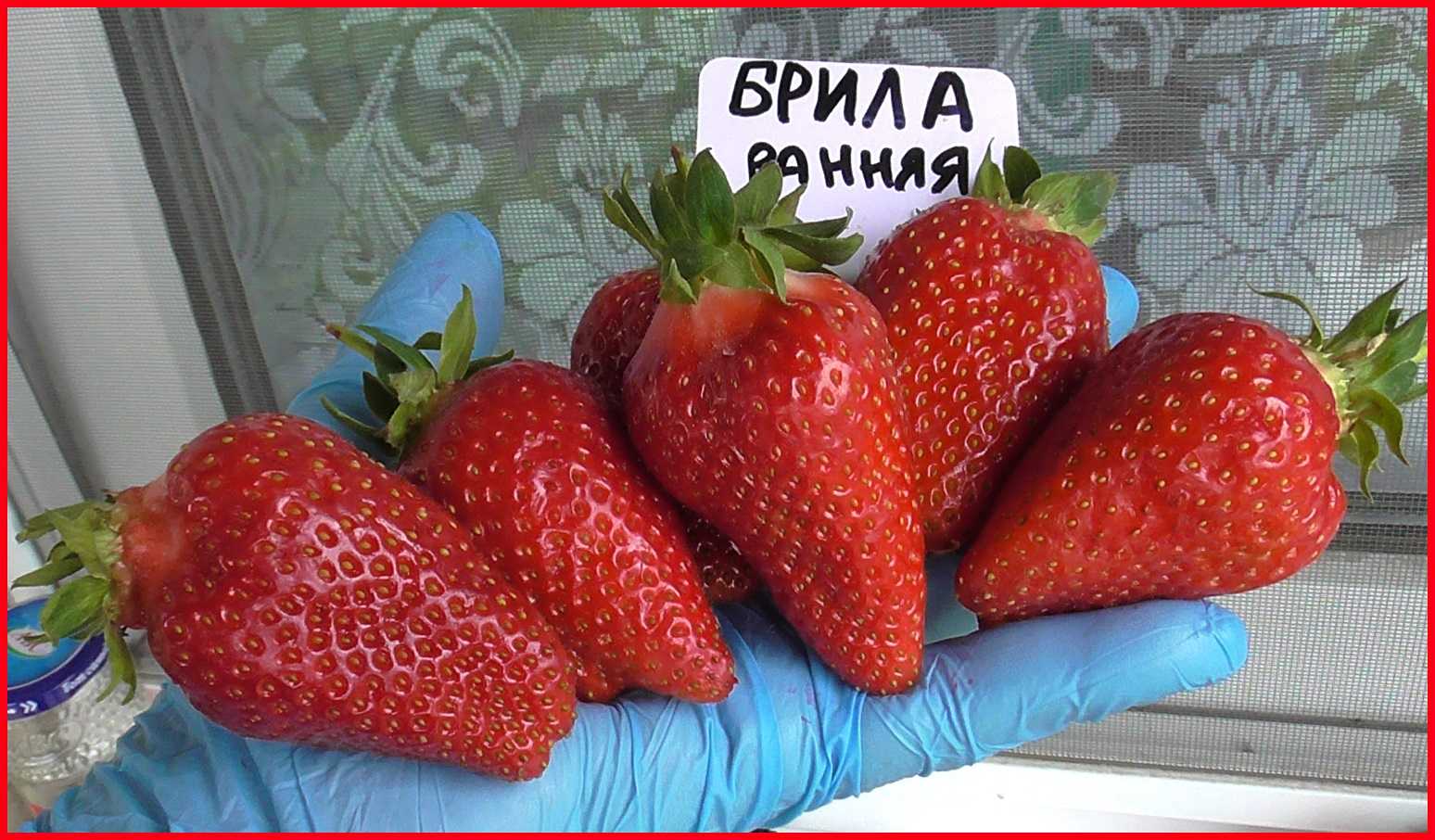 Лучшие сорта садовой земляники с названиями и описанием