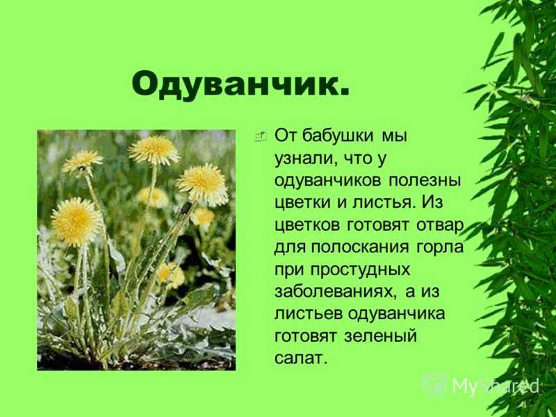 11 уникальных свойств девясила для здоровья и красоты