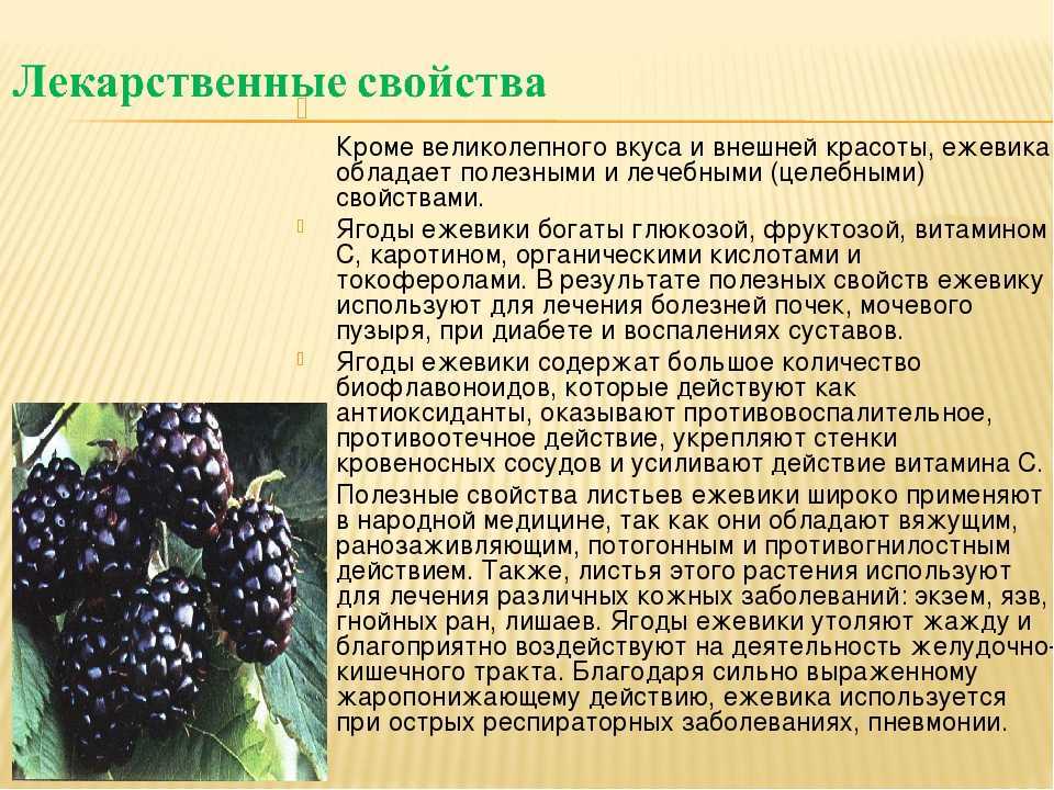 Ежевика польза и вред для здоровья, где и как растёт ягода