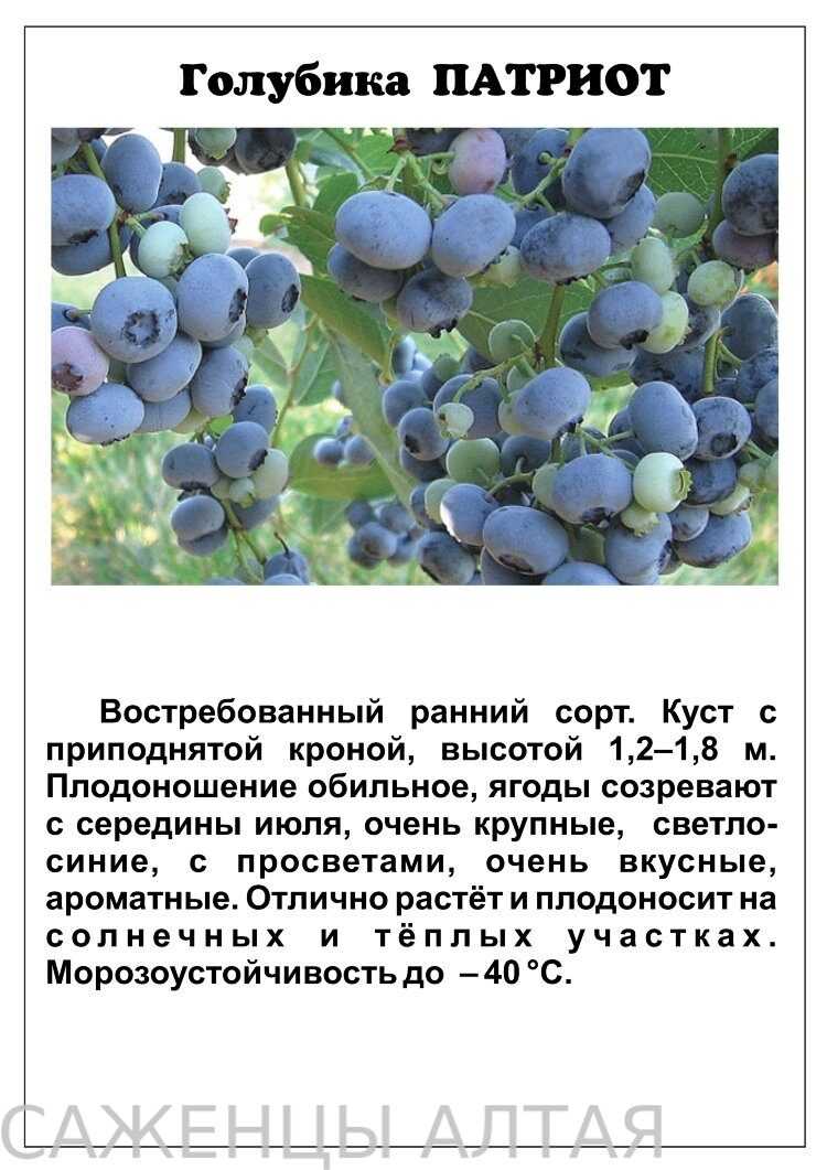 Голубика: выращивание в саду, сорта