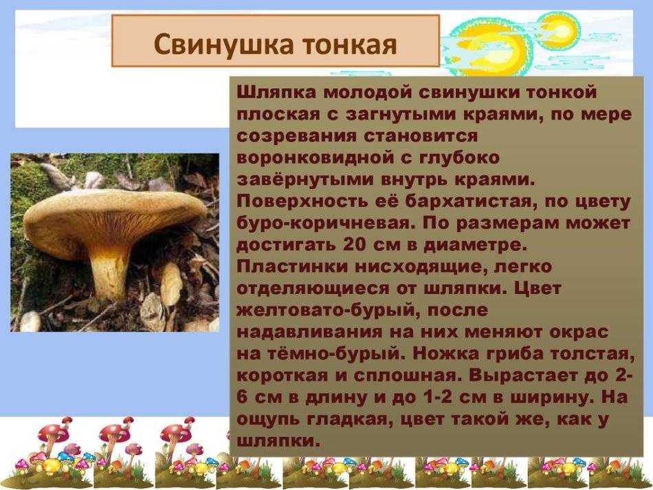 Свинушка - 73 фото гриба с опасным ядом замедленного действия