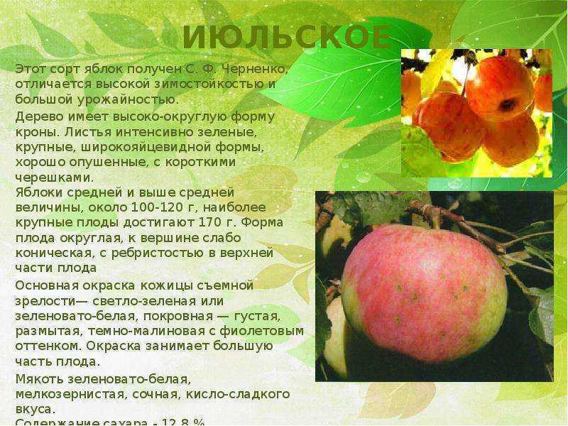 Яблоня «коваленковское»: описание сорта, фото и отзывы