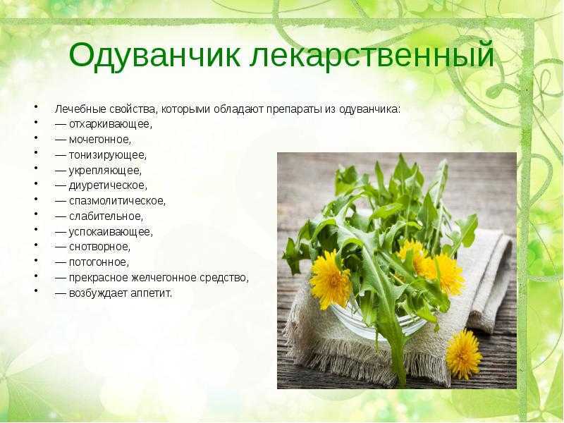 Одуванчик лекарственный: лечебные свойства и противопоказания корня, листьев | азбука здоровья
