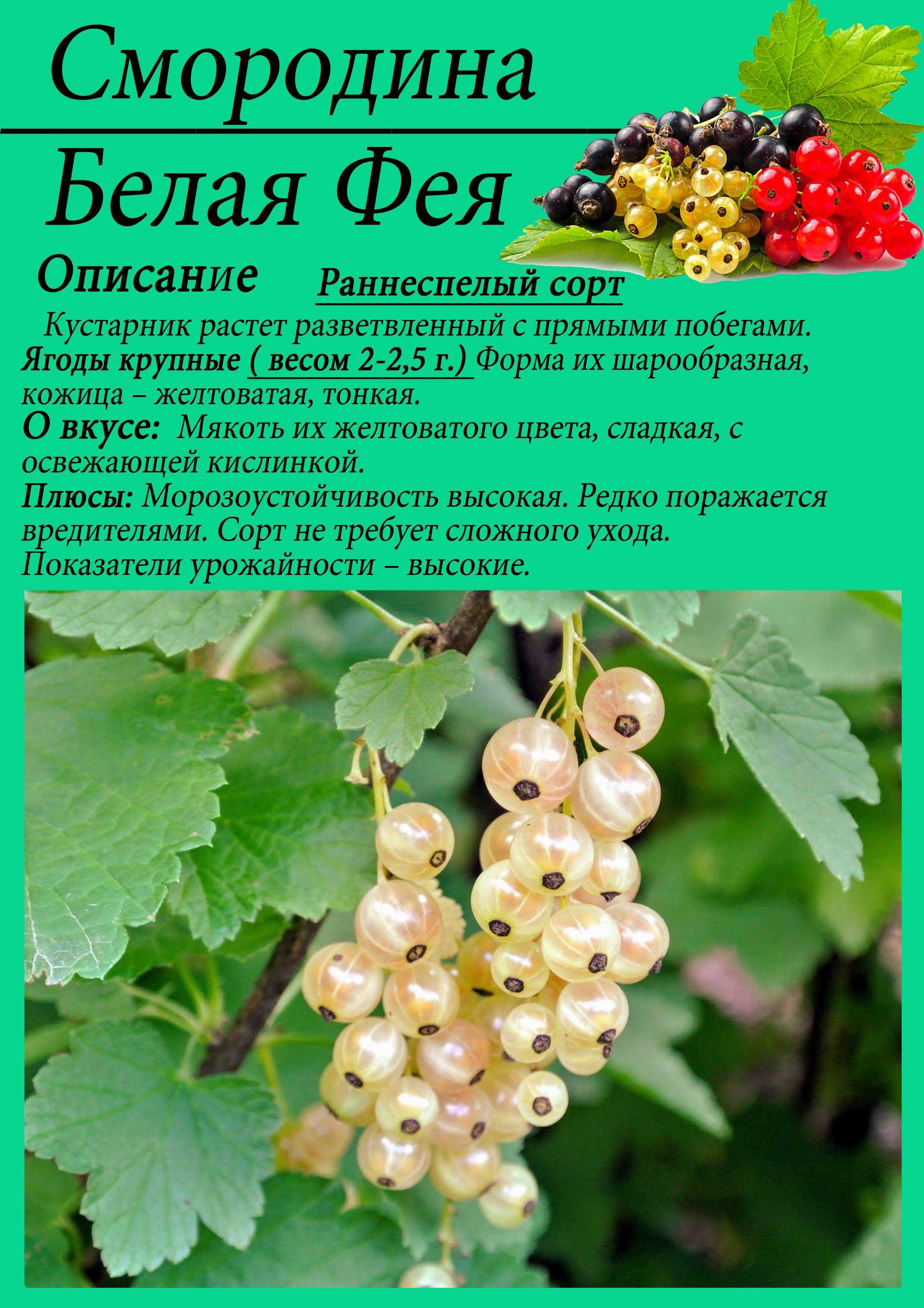 Лучшие сорта черной смородины по разным критериям