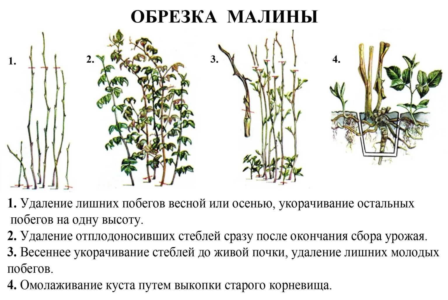 О ежевике бесшипной: посадка, уход, выращивание, размножение