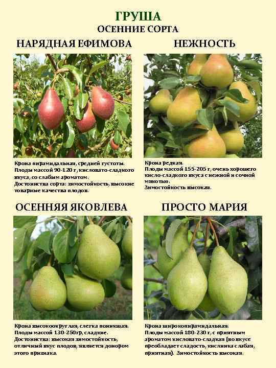 Лучшие сорта груш для урала: самые сладкие и вкусные, описание с названием и фото