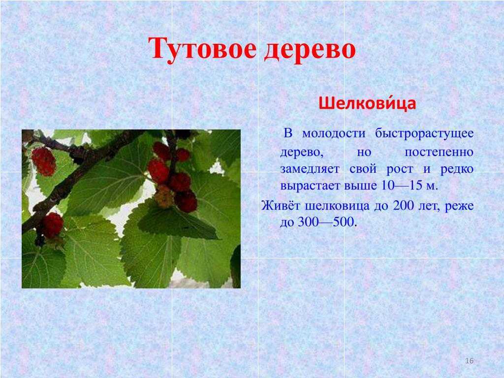 Как правильно говорить шелковица. Шелковица. Тутовник презентация. Стихи про шелковицу. Шелковица дерево.