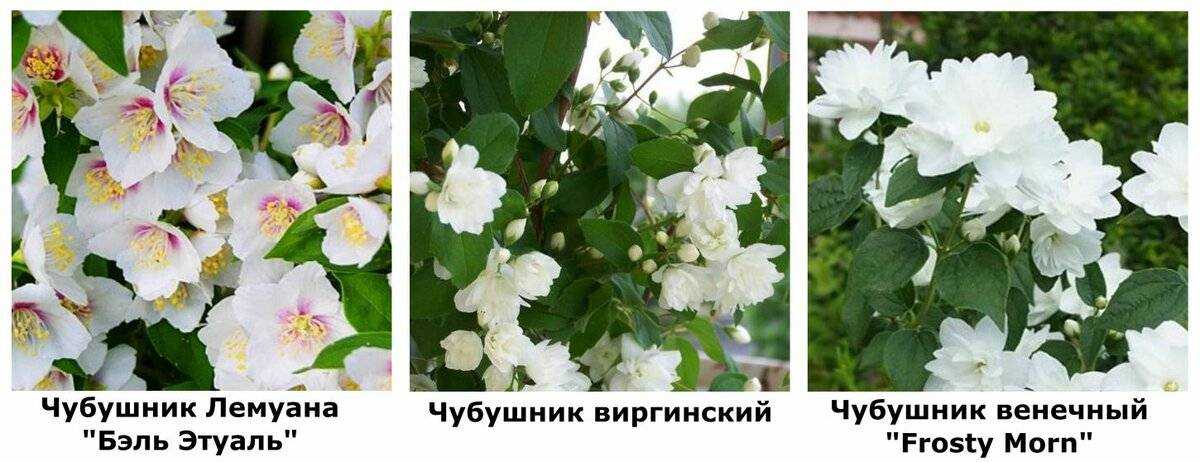 Жасмин кустарник сорта фото и названия