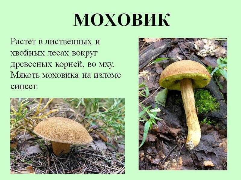 Гриб моховик, разновидности, особенности, советы и подсказки по сбору и обработки +фото