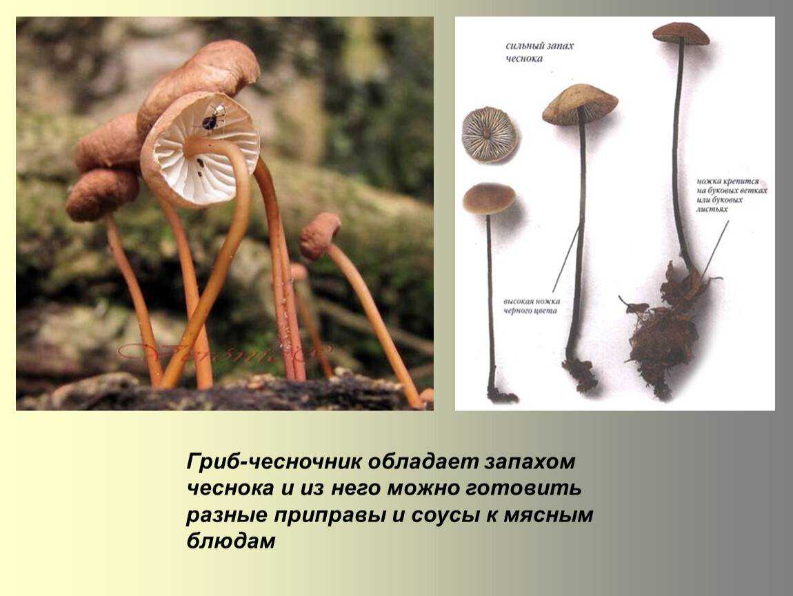 Гриб чесночник обыкновенный