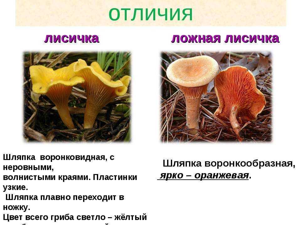 Млечники