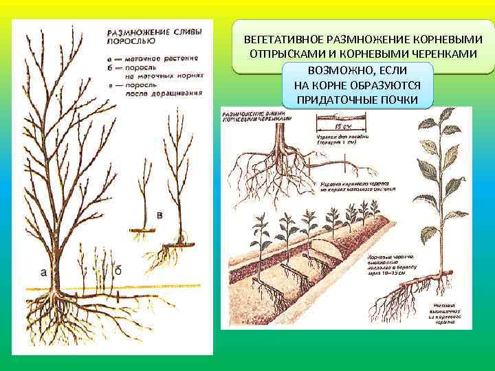 Размножение вишни: самые разнообразные способы