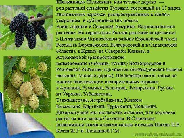 Шелковица: ботаническое описание Способы выращивания тутовника в различных регионах России Основные агротехнические мероприятия по уходу за тутовыми деревьями, болезни и вредители шелковицы, отзывы садоводов