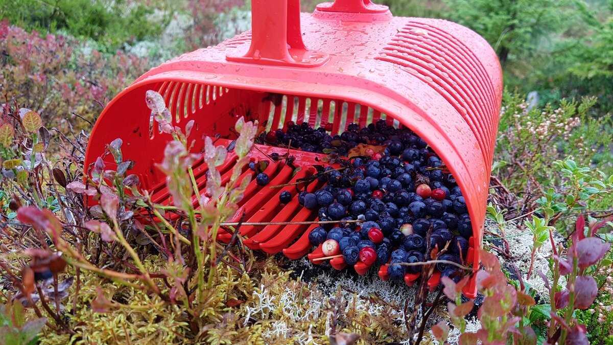Комбайн для сбора черники своими руками: разновидности, пошаговая инструкция сбора