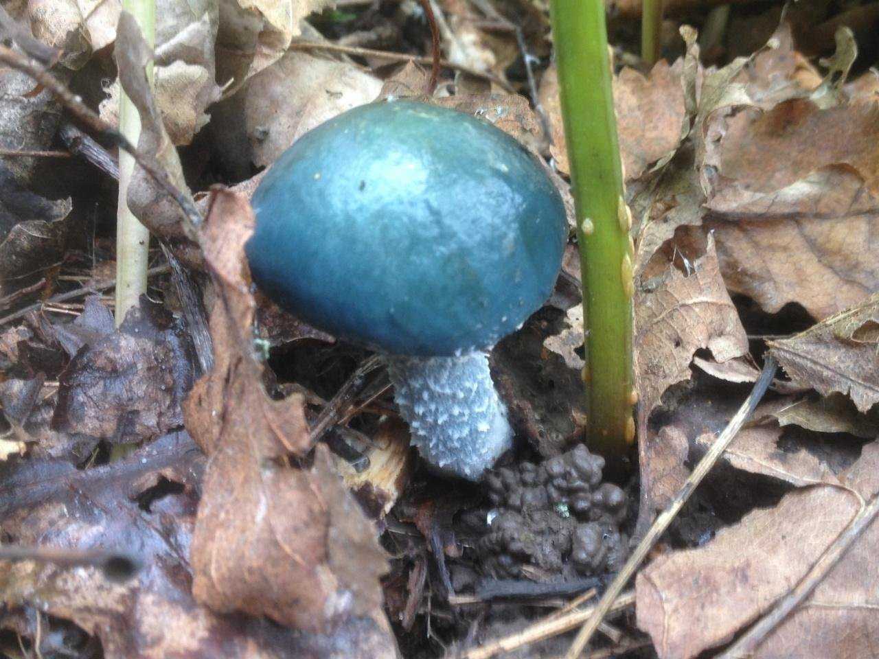 Строфария сине-зелёная (stropharia aeruginosa) – грибы сибири