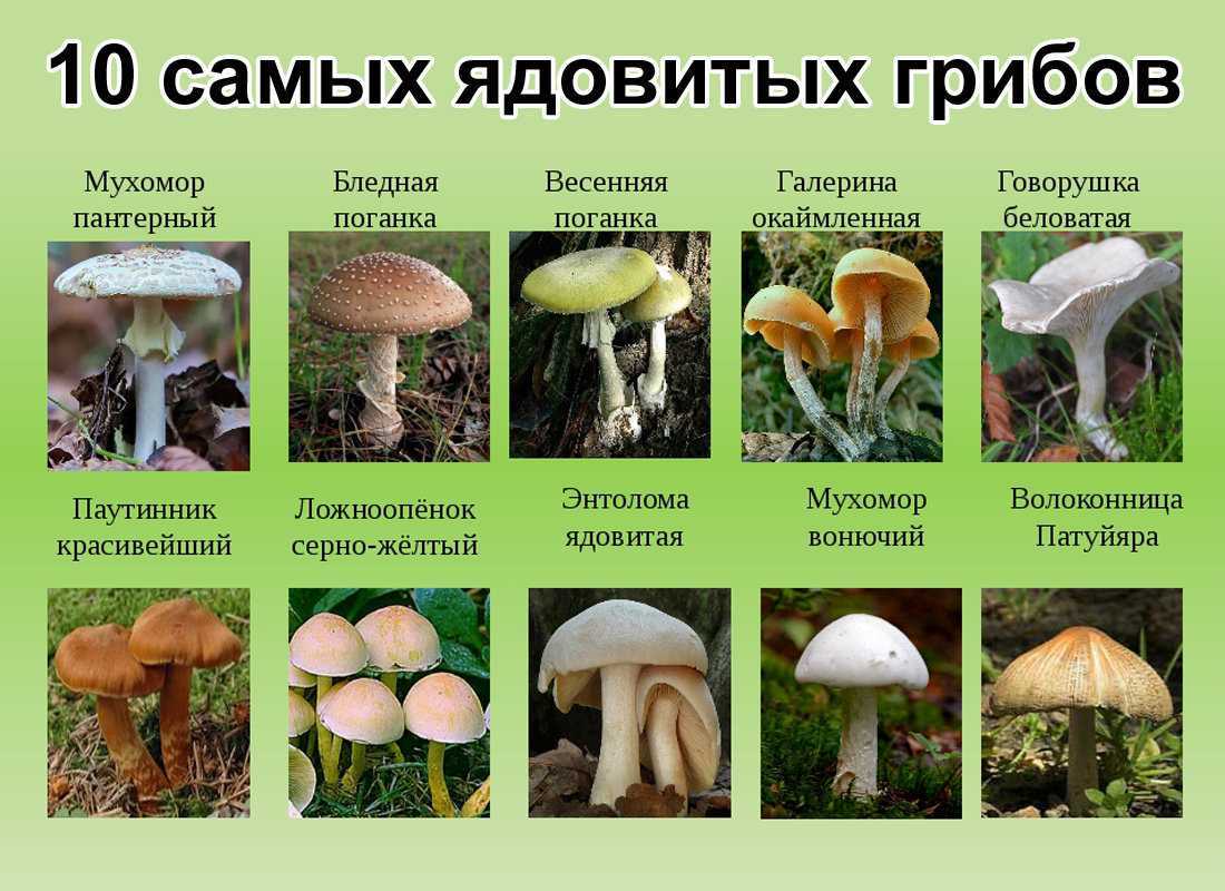 Грибы говорушки: +39 фото и описание, съедобные и несъедобные