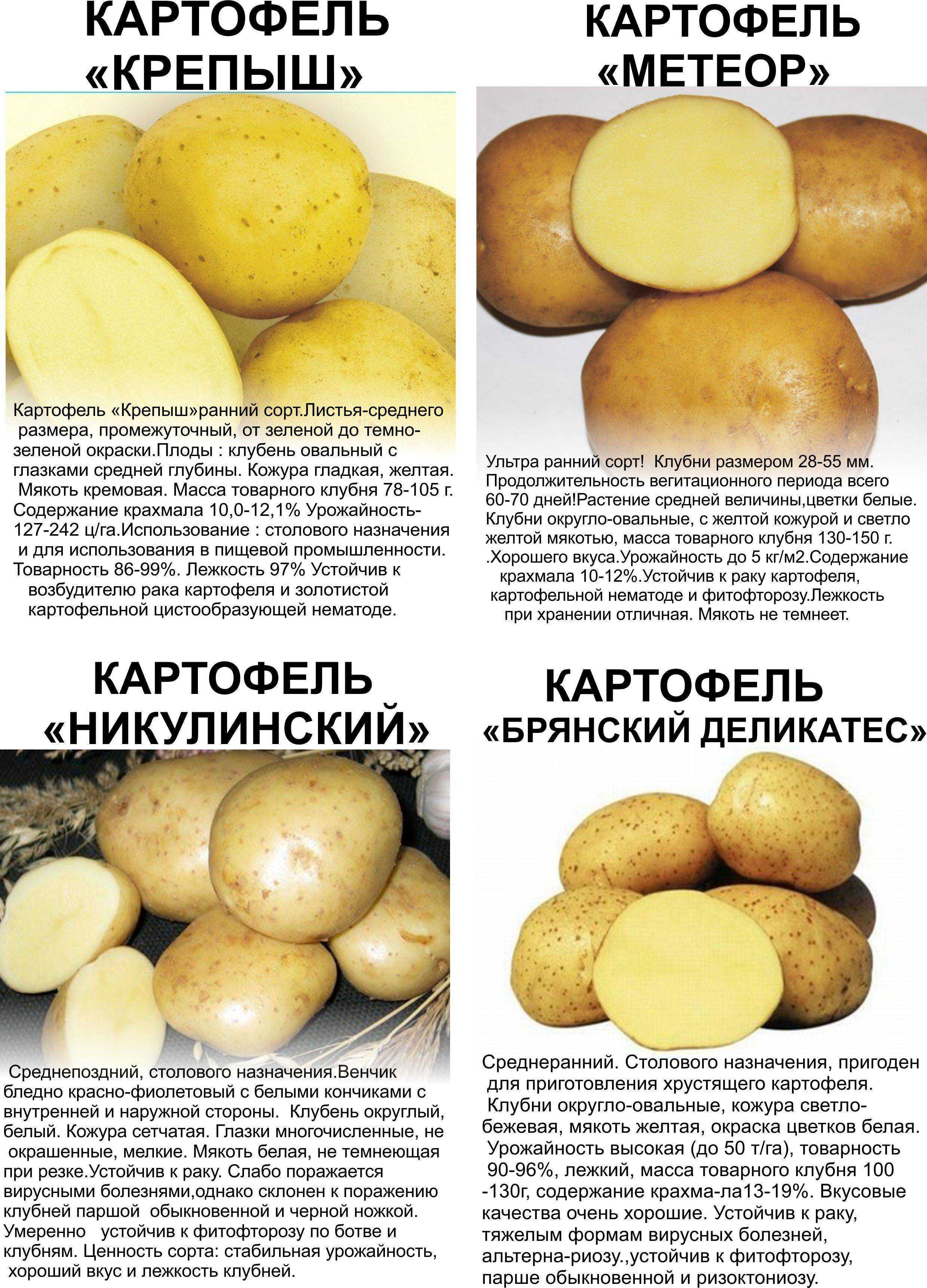 Сорт картошки никулинская: характеристика, правила выращивания
