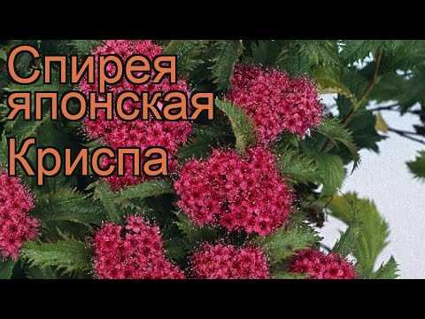 Спирея японская — разноцветный кустарник для вашего сада. посадка, уход, размножение. фото — ботаничка