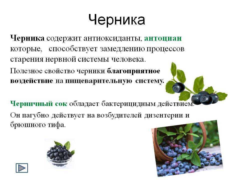 Черника: польза и вред для здоровья человека