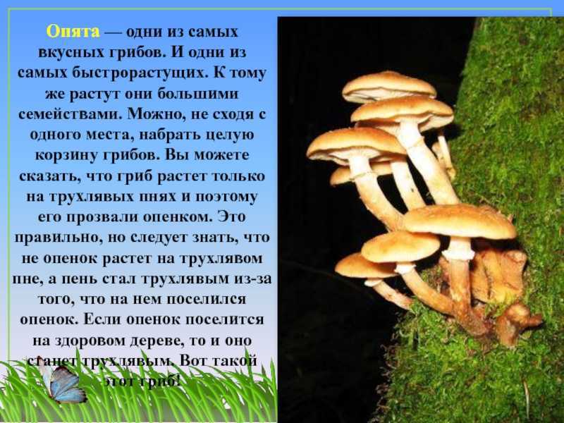 Опята - 70 фото о том как отличить ложные грибы от съедобных