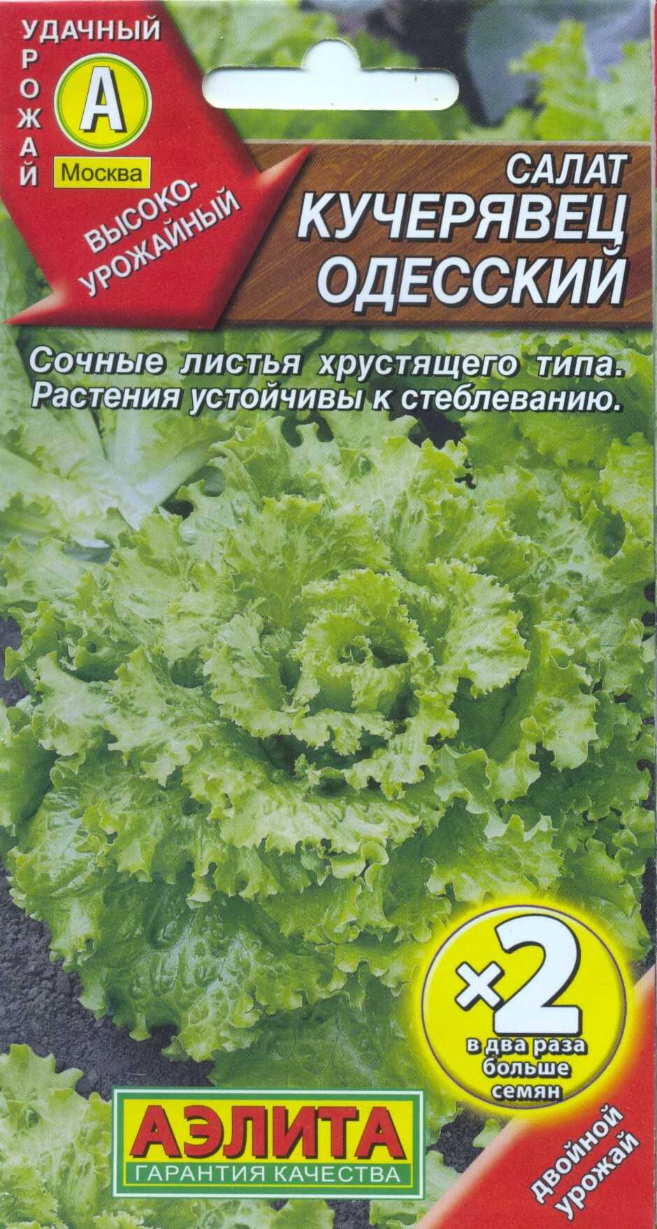 Как вырастить салат на подоконнике даже новичку