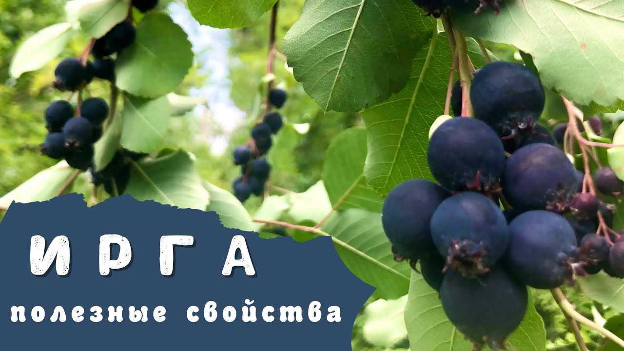 Ирга — виды, сорта, агротехника
