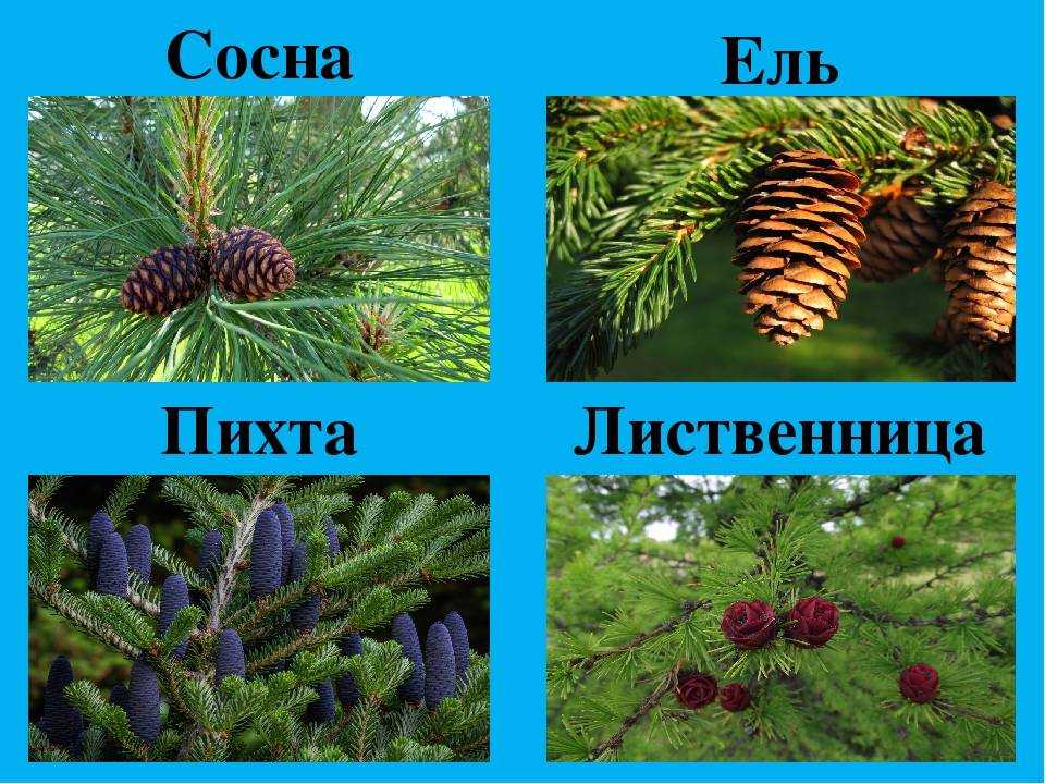 Пихта корейская: описание культуры, популярные сорта, применение в ландшафтном дизайне + посадка и уход за растением
