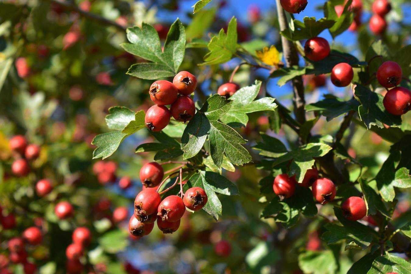 Боярышник сливолистный (crataegusprunifolia): описание, фото, посадка и уход