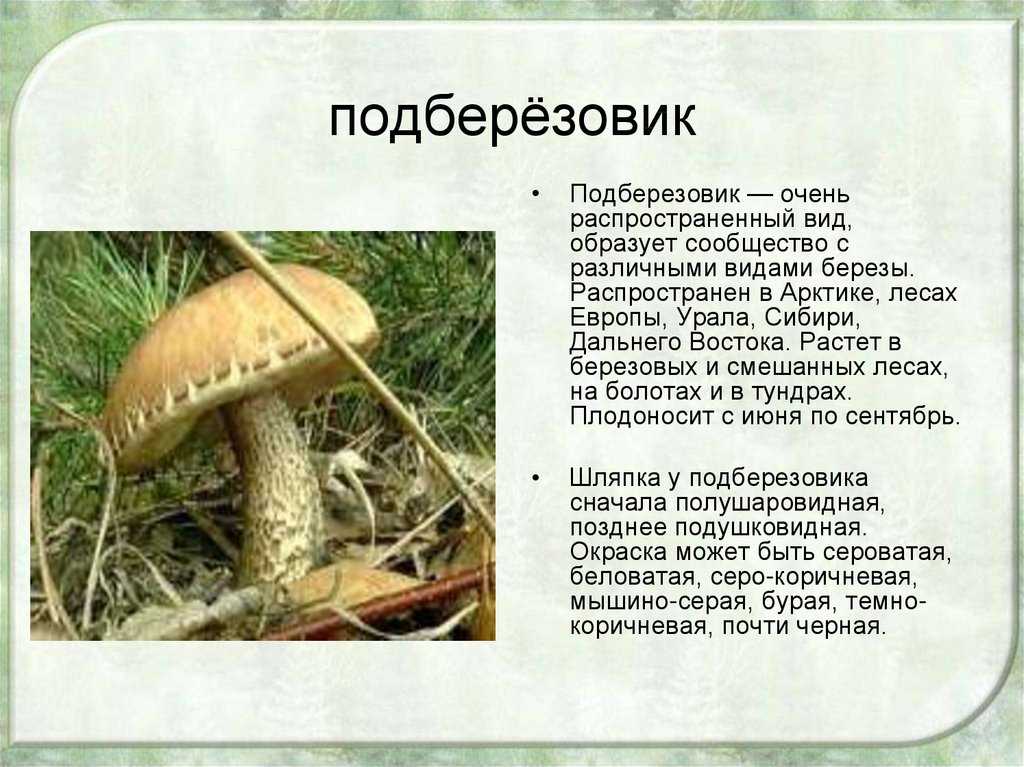 Подберёзовики, или обабки — какие бывают и с чем не спутать?