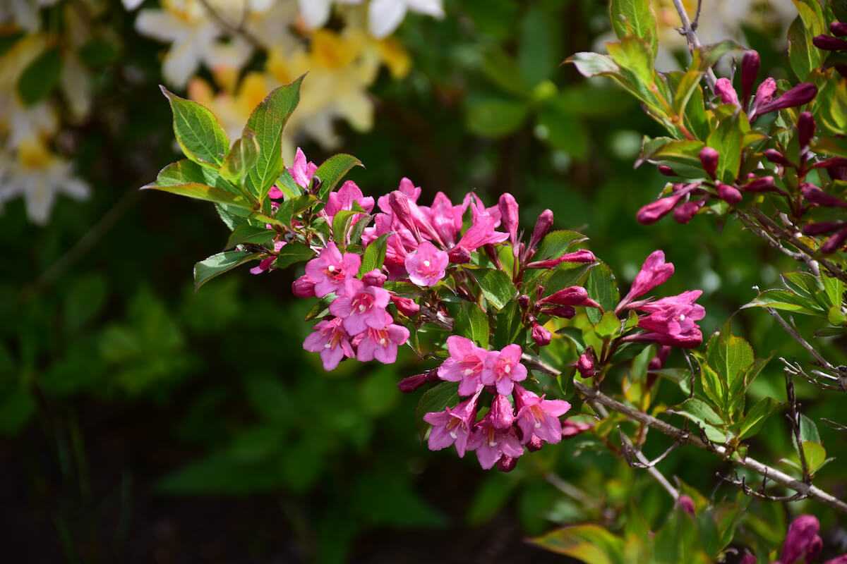 Минор блэк (weigela florida minor black) - посадка и выращивание вейгелы, использование в дизайне сада | сад и куст