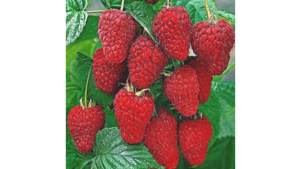 Малина шапка мономаха - описание сорта, посадка и уход