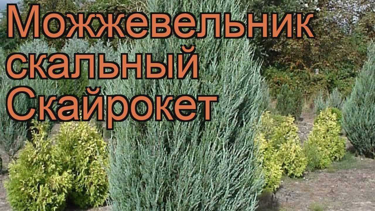 Можжевельник скальный блю эрроу: посадка и уход